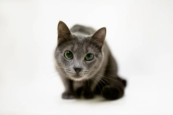 Lying Gray Cat Green Eyes Russian Blue Cat — Stock Photo, Image