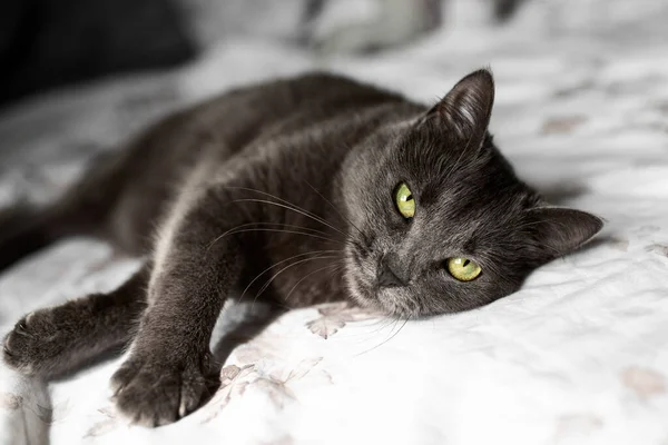 Beautiful Gray Russian Blue Cat Yellow Green Eyes Lies — Fotografie, imagine de stoc