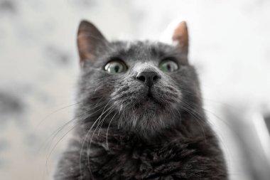close-up muzzle of a beautiful gray russian blue cat with yellow-green eyes
