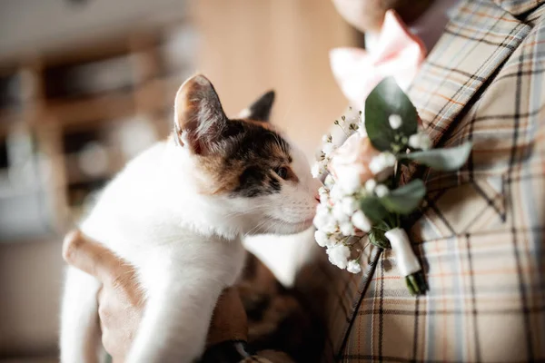 the cat smells the flower on the groom\'s jacket