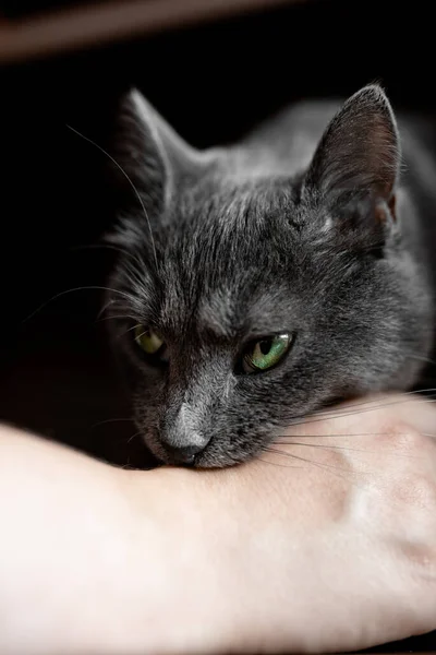 beautiful gray russian blue cat with yellow-green eyes bites a hand