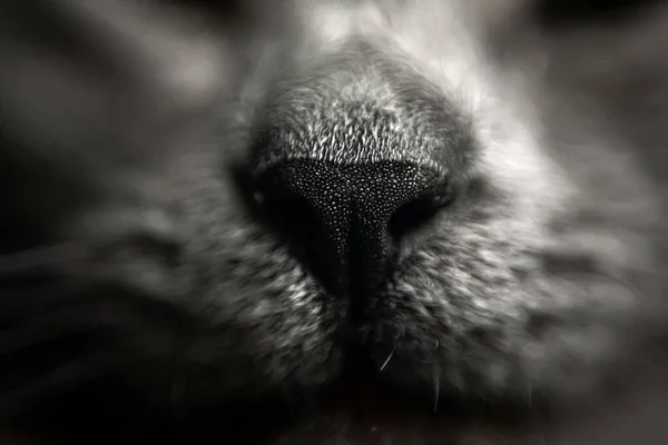 Close-up of a gray cat\'s nose. Macro cat nose. Cat muzzle.
