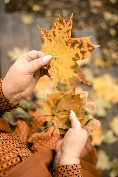 Female Adult Hands Holding Yellow Autumn Leaves — Stock Fotó