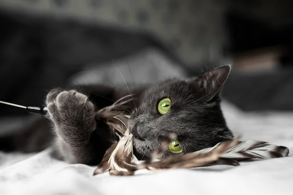 Beautiful Gray Russian Blue Cat Yellow Green Eyes Lies Toy — Fotografie, imagine de stoc