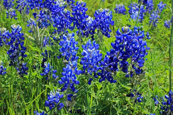 Texas Bluebonnetleri - Stok İmaj