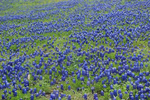 Bonnets bleus texans Photo De Stock