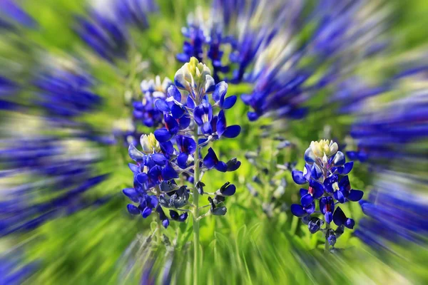 Texas Bluebonnets Explosion Blommor — Stockfoto