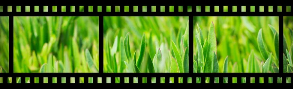 Grünes Gras auf dem Rasen — Stockfoto