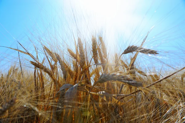 Rye field on a beautiful sunny sky background — Stock Photo, Image