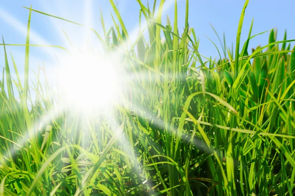 Grama verde contra um céu azul ensolarado — Fotografia de Stock