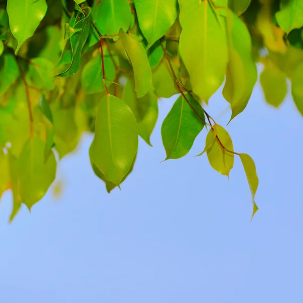 Hoja verde en un árbol — Foto de Stock