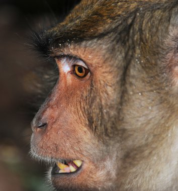 bir maymunun yakın çekim portre