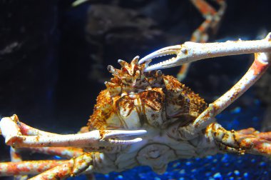 pavurya deniz güneşli plajlar üzerine