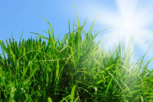 Hierba verde contra un cielo azul soleado — Foto de Stock