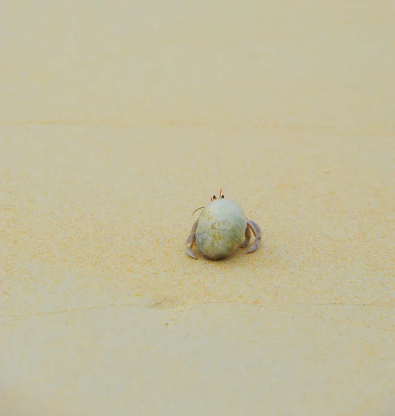 Pustelnik na słoneczne plaże morza — Zdjęcie stockowe