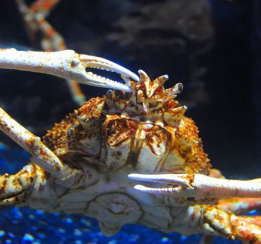 pavurya deniz güneşli plajlar üzerine