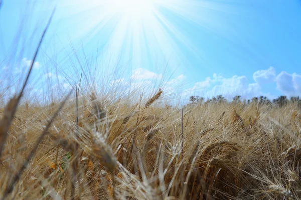 Campo de centeno sobre un hermoso cielo soleado fondo —  Fotos de Stock