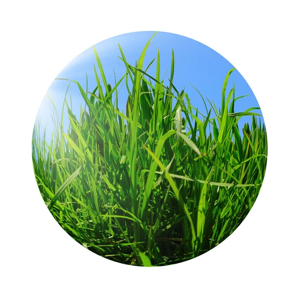Зеленая трава против голубого солнечного неба — стоковое фото