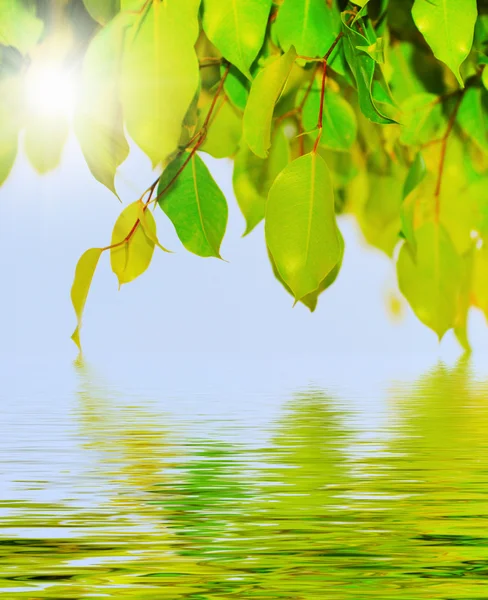 Hoja verde en un árbol — Foto de Stock