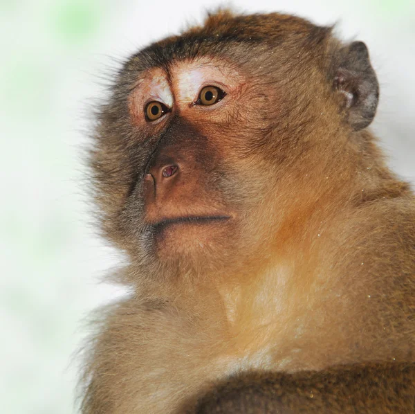 Close-up retrato de um macaco — Fotografia de Stock