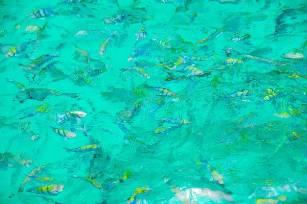 Schnorcheln im offenen Meer — Stockfoto