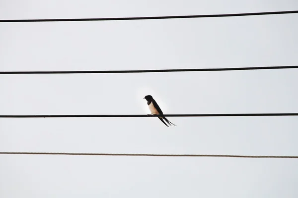 Pájaro en los cables eléctricos . — Foto de Stock