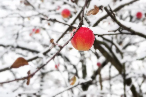 Red apple on a branch in the snow