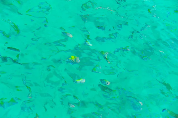 Snorkelen in de open zee — Stockfoto