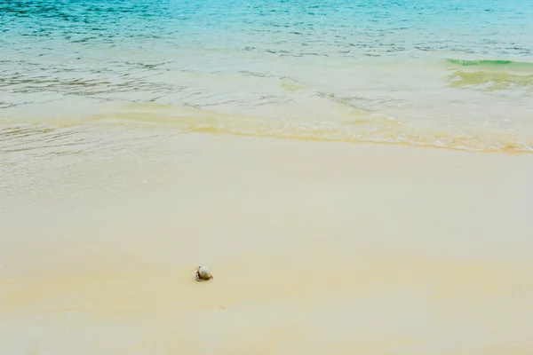 日当たりの良い海岸でヤドカリ — ストック写真