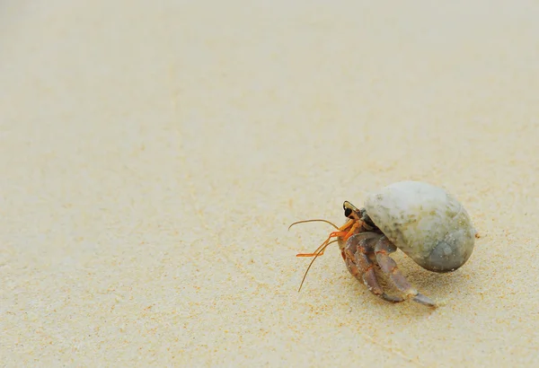 Eremita Granchio sul mare spiagge assolate — Foto Stock