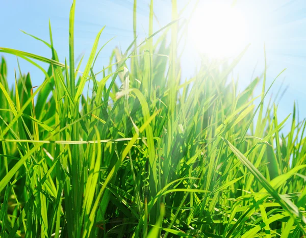 Hierba verde contra un cielo azul soleado —  Fotos de Stock