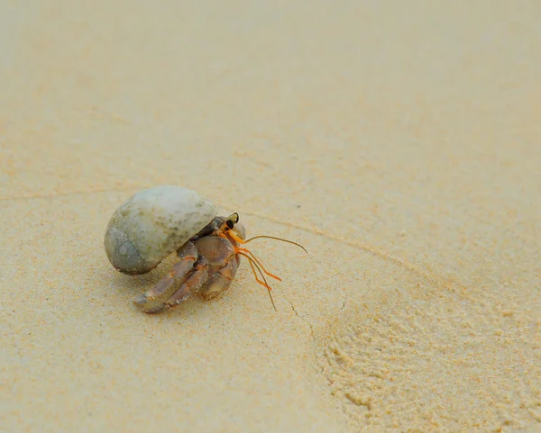 Hermite Crabe sur les plages ensoleillées de la mer — Photo