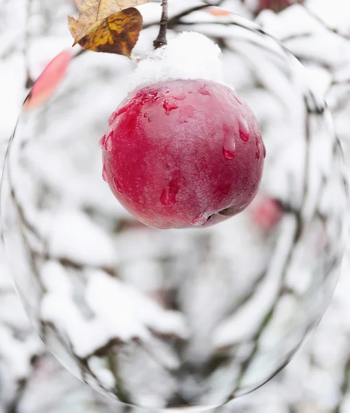 Κόκκινο μήλο σε ένα υποκατάστημα στο χιόνι — Φωτογραφία Αρχείου
