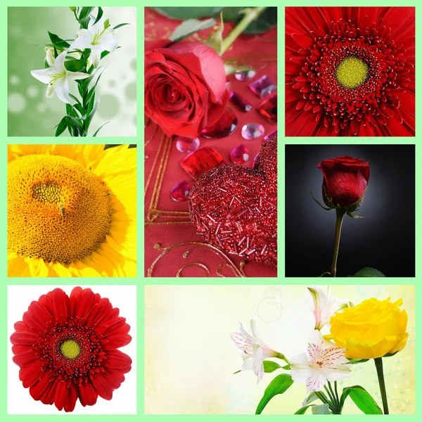 Mooie set van bloemen — Stockfoto