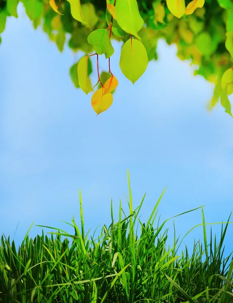 Hoja verde en un árbol — Foto de Stock