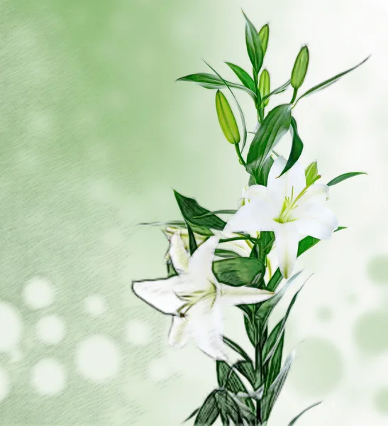 Beautiful white lily flowers — Stock Photo, Image