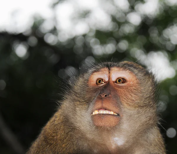 Close-up retrato de um macaco — Fotografia de Stock