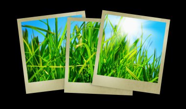 Mavi güneşli gökyüzü karşı yeşil çimen