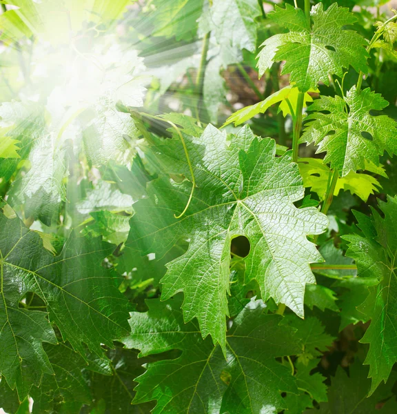 Green grape leaves — Stock Photo, Image