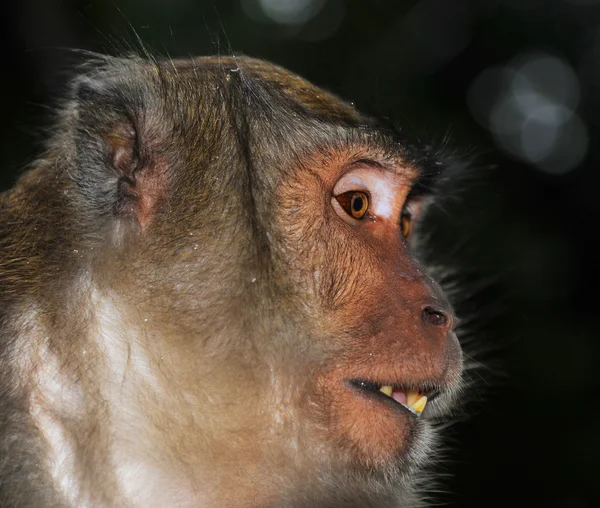 Close-up retrato de um macaco — Fotografia de Stock