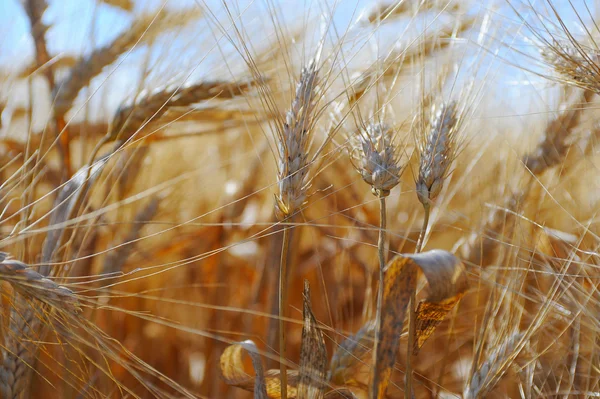 Rye field — Stock Photo, Image