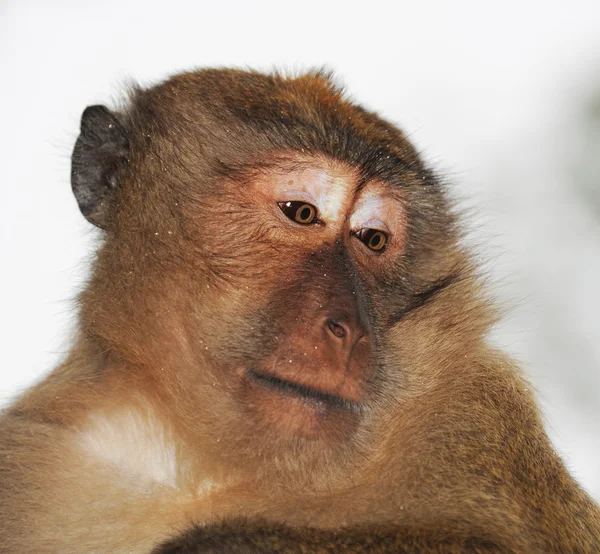 Nahaufnahme Porträt eines Affen — Stockfoto