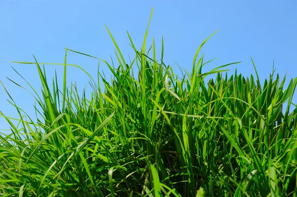 Hijau rumput terhadap langit cerah biru — Stok Foto