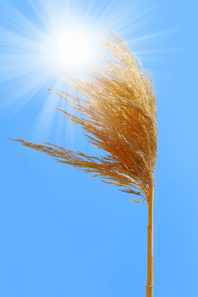 Campo de centeio em um belo fundo de céu ensolarado — Fotografia de Stock