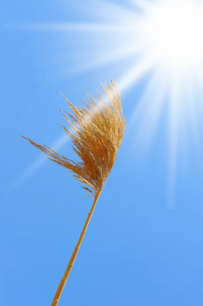 Campo de centeno sobre un hermoso cielo soleado fondo —  Fotos de Stock