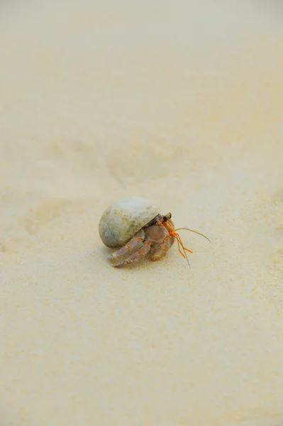 Pustelnik na słoneczne plaże morza — Zdjęcie stockowe