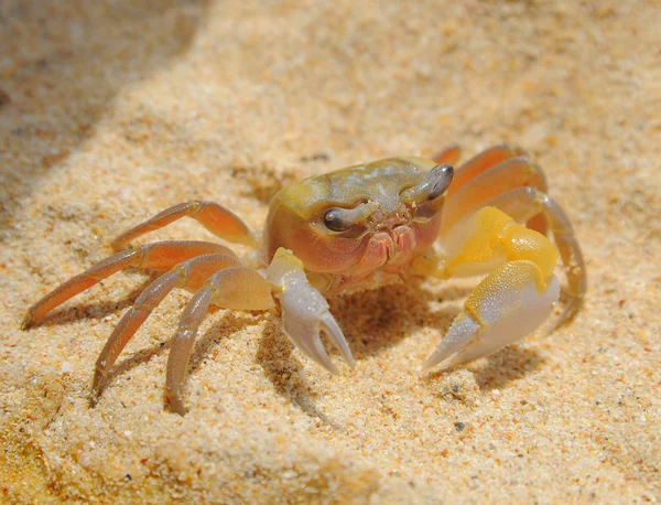 Krabbe am Meer sonnige Strände Stockbild
