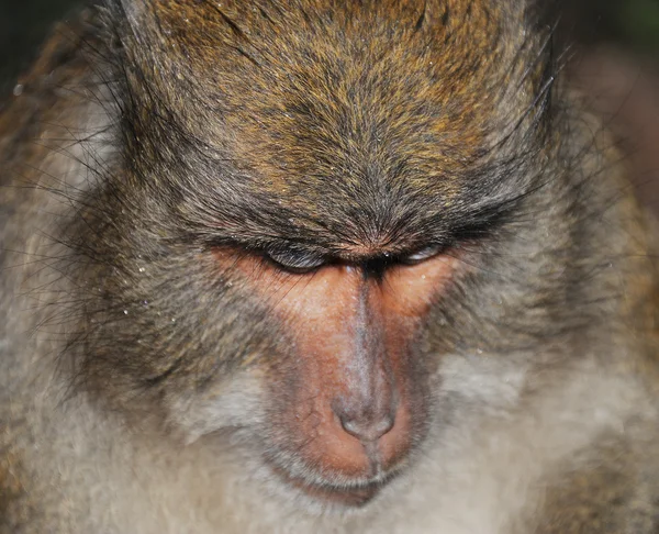 Close-up retrato de um macaco — Fotografia de Stock