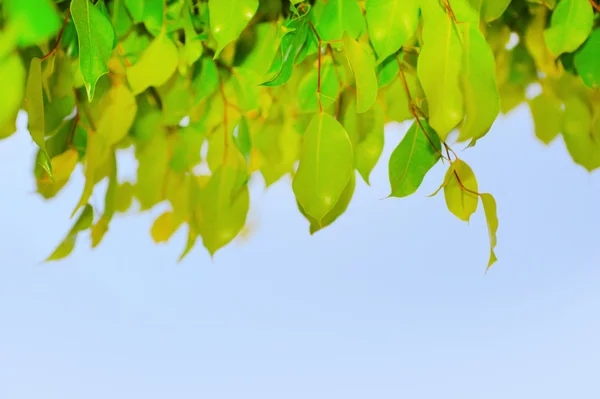 Hoja verde en un árbol — Foto de Stock