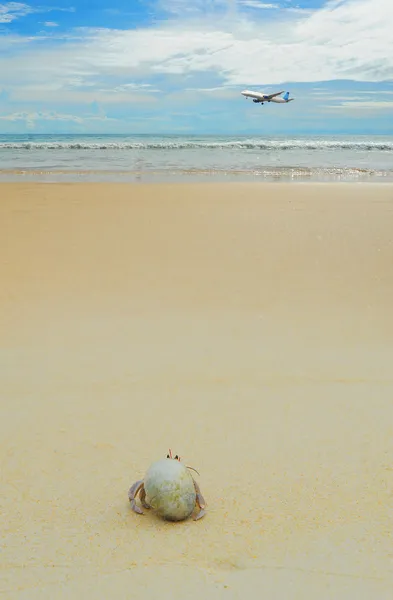 Cangrejo Ermitaño en el mar playas soleadas —  Fotos de Stock